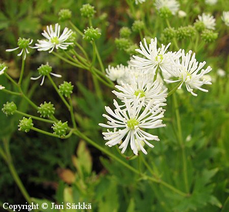 Trautvetteria caroliniensis vititupsunen